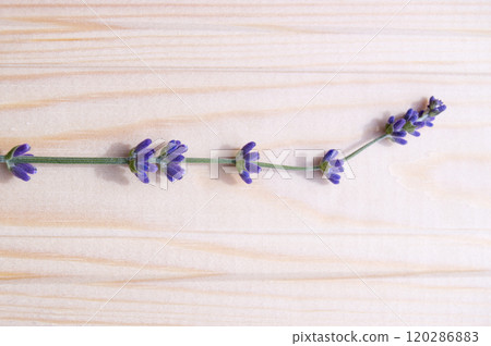 One sprig of lavender lying on a light wooden background One sprig of lavender lying on a light wooden background 120286883