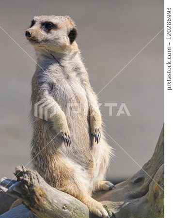 A meerkat standing and looking around 120286993