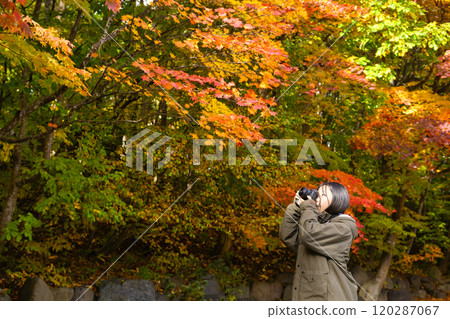 採取紅色葉子的婦女 120287067