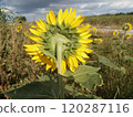 Sunflowers (reverse side) (so cute, it's like taking a picture of someone from behind) 120287116