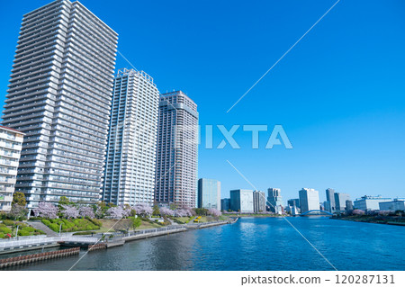 Cherry blossoms, Sakura, Tsukishima, Spring, Japan 120287131