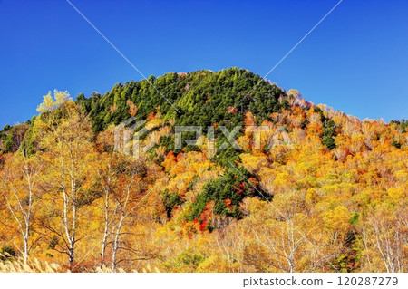 錦崎田野原濕地 120287279