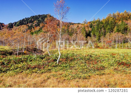 Autumnal beauty of Tanohata Marshland Autumnal beauty of Tanohata Marshland 120287281