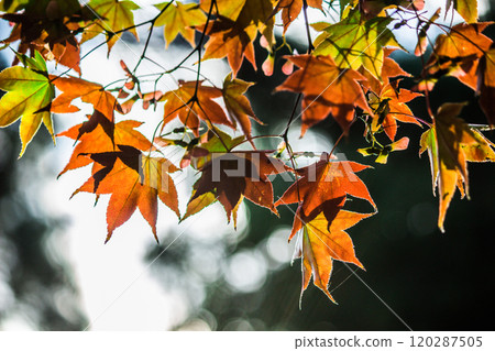 Maple leaves shining through the morning sun 120287505