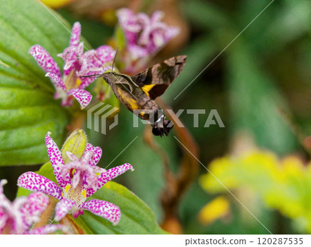 Nectar-sucking Hawk Moth of the Sphingidae family Nectar-sucking Hawk Moth of the Sphingidae family 120287535