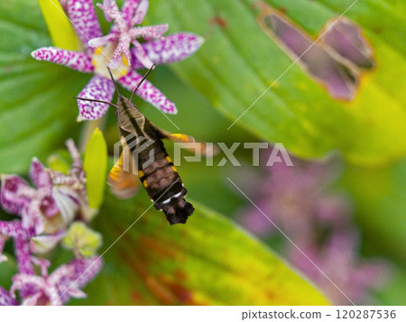 Nectar-sucking Hawk Moth of the Sphingidae family Nectar-sucking Hawk Moth of the Sphingidae family 120287536