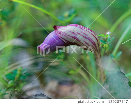 禾本科寄生植物，寄生在芒草的根部。 120287547