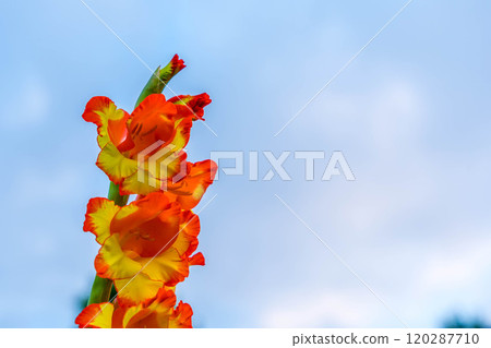 Gladiolus in midsummer Gladiolus in midsummer 120287710