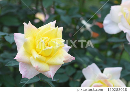 Rose flower 120288018