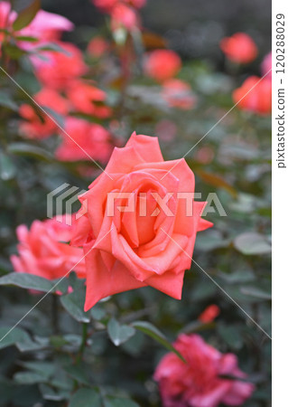 Rose flower Rose flower 120288029