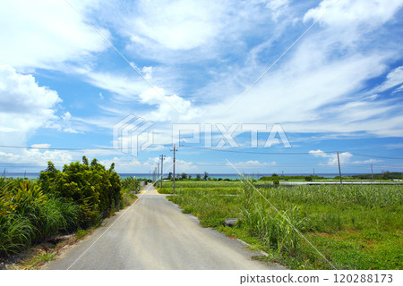 Okinawa, Yomitan Village, A road through sugarcane fields leading to the sea Okinawa, Yomitan Village, A road through sugarcane fields leading to the sea 120288173