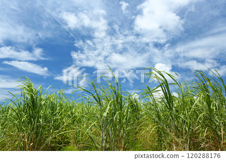 沖繩風光，甘蔗田，藍天，白雲 120288176