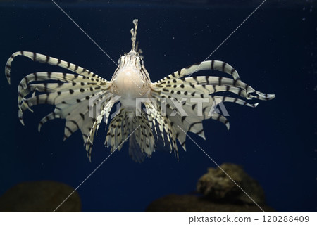 獅子魚, 蠍子魚, 獅子魚, 有毒魚, 經典鏡頭, 獅子魚, 正面 獅子魚, 蠍子魚, 獅子魚, 有毒魚, 經典鏡頭, 獅子魚, 正面 120288409