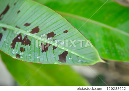banana plant, blood banana or Musa acuminata or Musa balbisiana and rain droplet banana plant, blood banana or Musa acuminata or Musa balbisiana and rain droplet 120288622