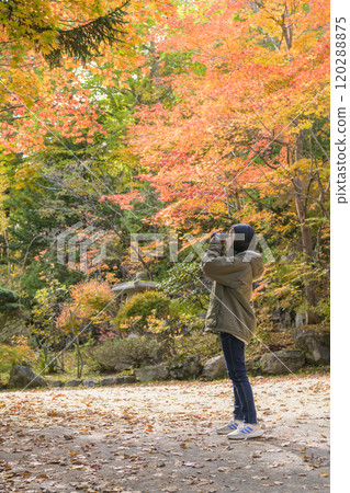 Women taking red leaves Women taking red leaves 120288875