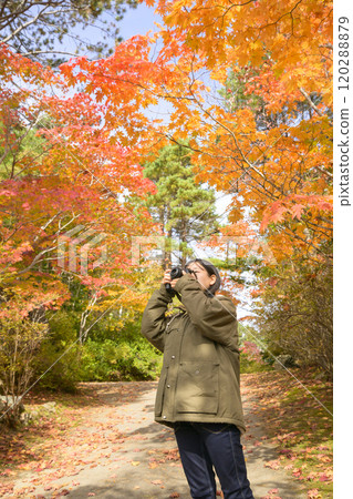 Women taking red leaves Women taking red leaves 120288879