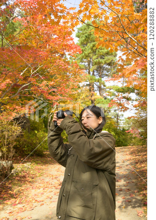 採取紅色葉子的婦女 120288882
