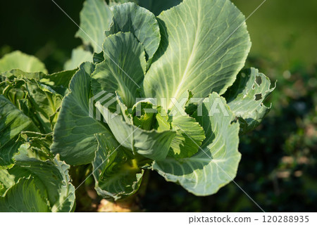 Greenery background of nature plant and leaf Greenery background of nature plant and leaf 120288935