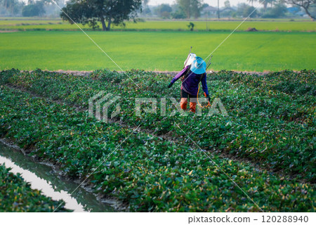 Nature of sweet potatoes plantation, yam farming 120288940