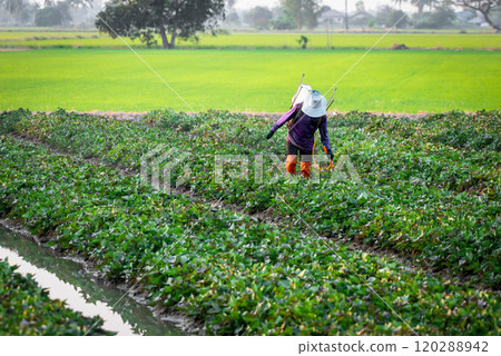Nature of sweet potatoes plantation, yam farming 120288942