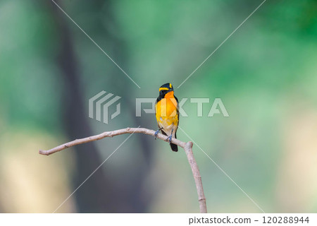 Bird (Narcissus Flycatcher) on tree in nature wild Bird (Narcissus Flycatcher) on tree in nature wild 120288944