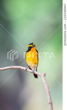 Bird (Narcissus Flycatcher) on tree in nature wild Bird (Narcissus Flycatcher) on tree in nature wild 120288947