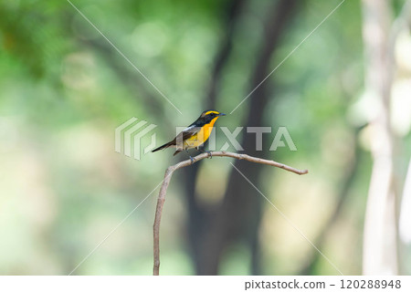 Bird (Narcissus Flycatcher) on tree in nature wild 120288948