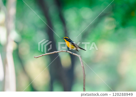 Bird (Narcissus Flycatcher) on tree in nature wild Bird (Narcissus Flycatcher) on tree in nature wild 120288949
