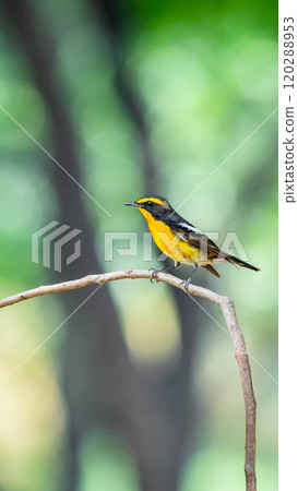 Bird (Narcissus Flycatcher) on tree in nature wild 120288953