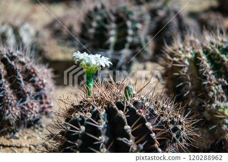 Cactus and Cactus flowers popular for decorative 120288962
