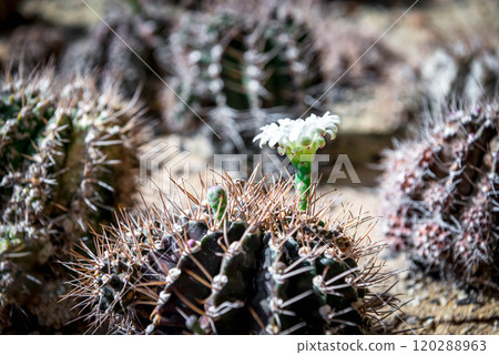 Cactus and Cactus flowers popular for decorative Cactus and Cactus flowers popular for decorative 120288963
