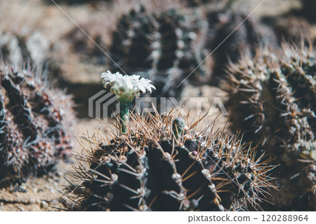 Cactus and Cactus flowers popular for decorative Cactus and Cactus flowers popular for decorative 120288964