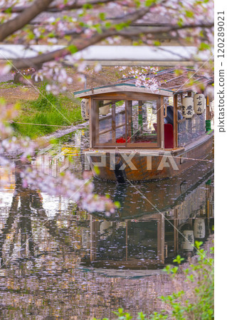 Cherry blossoms in full bloom and the Fushimi Jikkokubune boats Cherry blossoms in full bloom and the Fushimi Jikkokubune boats 120289021