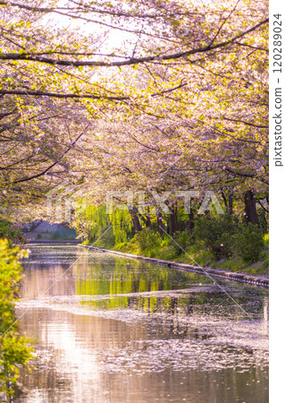 盛開的櫻花和伏見運河 120289024