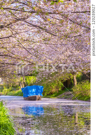 盛開的櫻花和伏見十國船 120289027