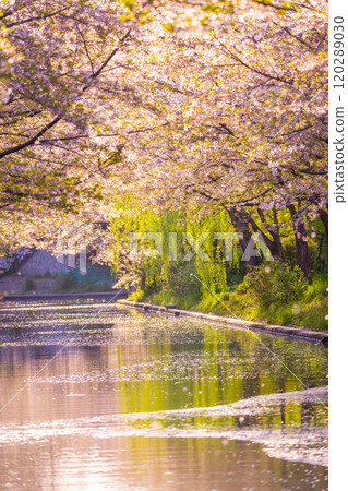 Cherry blossoms in full bloom and Fushimi Canal 120289030