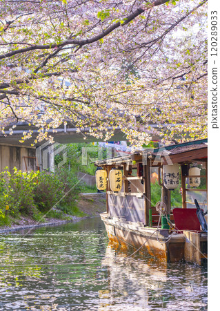 Cherry blossoms in full bloom and the Fushimi Jikkokubune boats 120289033