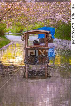 盛開的櫻花和伏見十國船 120289037
