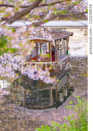 Cherry blossoms in full bloom and the Fushimi Jikkokubune boats Cherry blossoms in full bloom and the Fushimi Jikkokubune boats 120289038