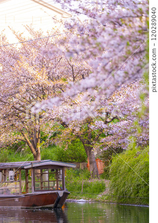 Cherry blossoms in full bloom and the Fushimi Jikkokubune boats Cherry blossoms in full bloom and the Fushimi Jikkokubune boats 120289040