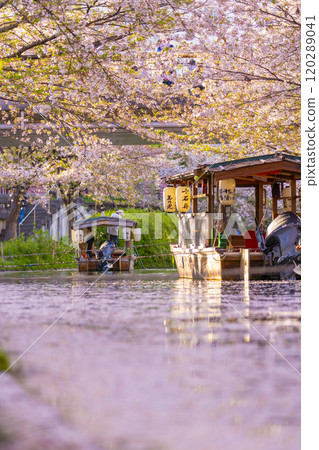 Cherry blossoms in full bloom and the Fushimi Jikkokubune boats 120289041