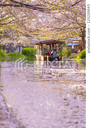 Cherry blossoms in full bloom and the Fushimi Jikkokubune boats 120289043