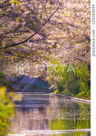 Cherry blossoms in full bloom and Fushimi Canal 120289044
