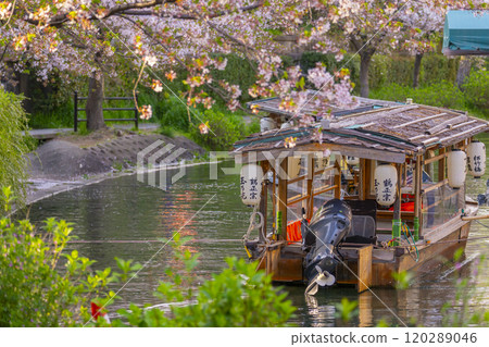 盛開的櫻花和伏見十國船 120289046