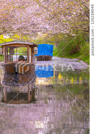 Cherry blossoms in full bloom and the Fushimi Jikkokubune boats Cherry blossoms in full bloom and the Fushimi Jikkokubune boats 120289049