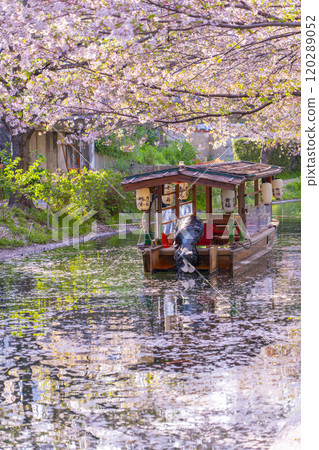 盛開的櫻花和伏見十國船 盛開的櫻花和伏見十國船 120289052