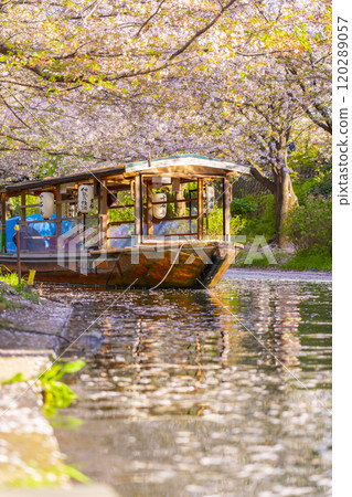 盛開的櫻花和伏見十國船 120289057
