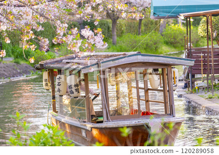 Cherry blossoms in full bloom and the Fushimi Jikkokubune boats Cherry blossoms in full bloom and the Fushimi Jikkokubune boats 120289058