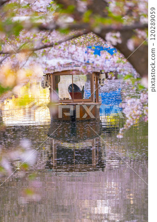 Cherry blossoms in full bloom and the Fushimi Jikkokubune boats Cherry blossoms in full bloom and the Fushimi Jikkokubune boats 120289059