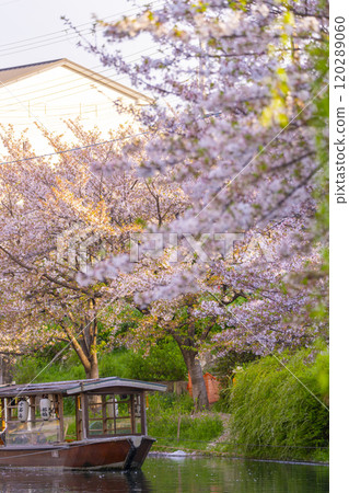 盛開的櫻花和伏見十國船 120289060
